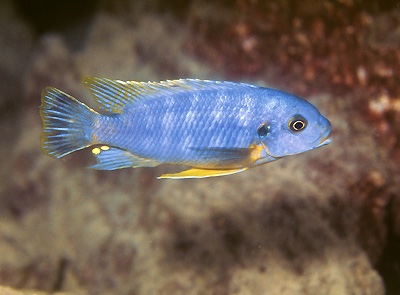Petrotilapia microgalana 'Ruarwe'